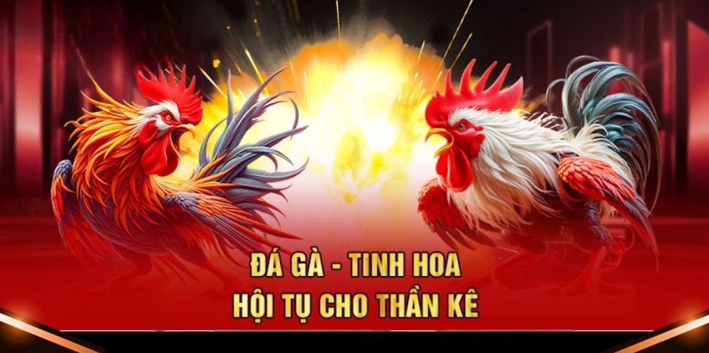 Giới thiệu về sảnh cược đá gà 77Win hấp dẫn và nổi tiếng